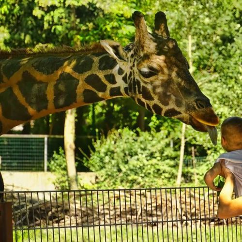 Dublin Zoo